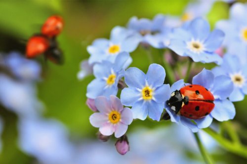 27 Interesting Facts About Ladybugs You Might Not Know