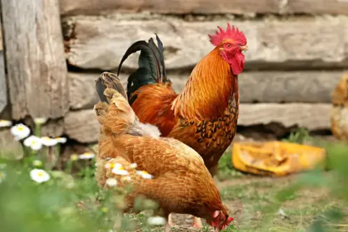 Interesting Facts about Chickens Most People Don't Knonw