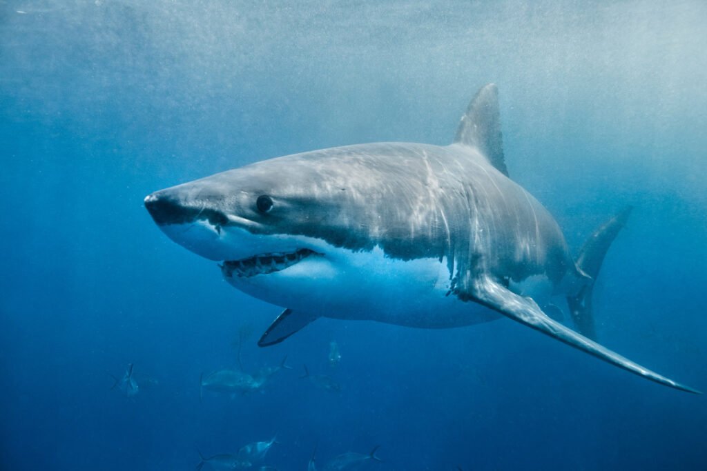 55 Interesting Facts About Sharks (2022) Most People Don’t Know