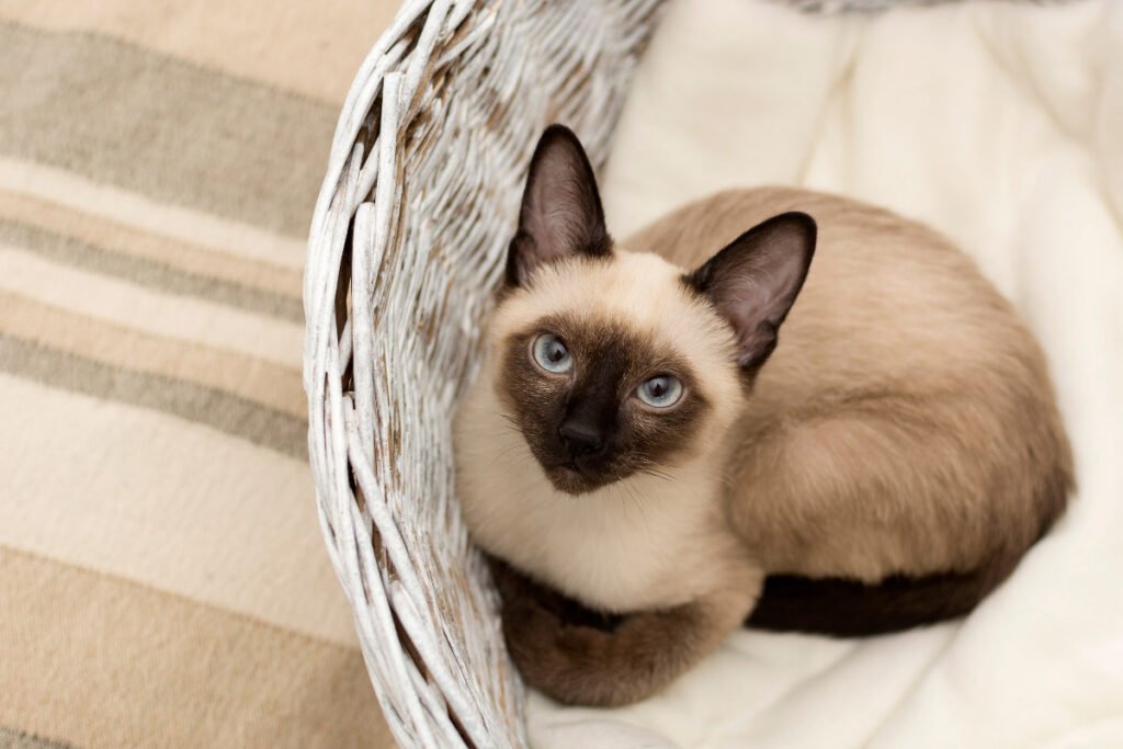 33 Interesting Facts About Siamese Cats (2022) Most People Don’t Know