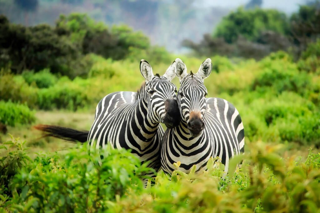 43 Interesting Facts about Zebras (2022) most people don’t know