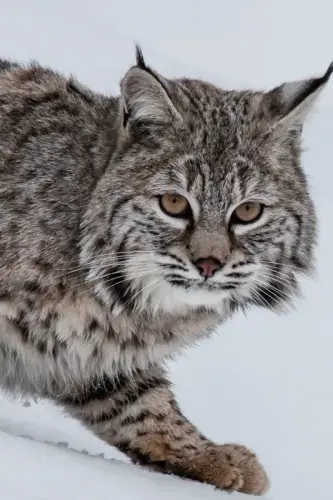 Interesting Facts about Bobcats Most People Don't Know