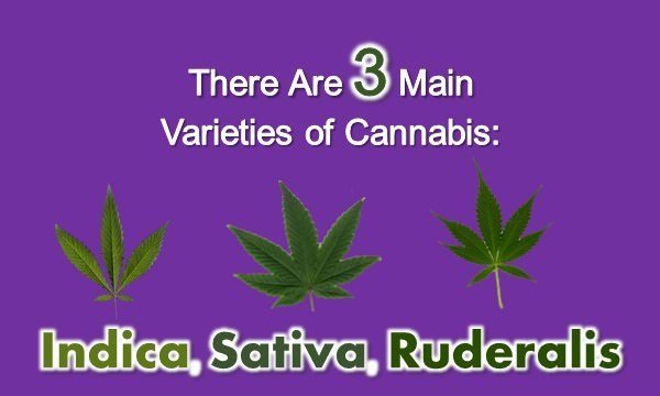 10 Interesting Facts about Marijuana You Probably Don't Know
