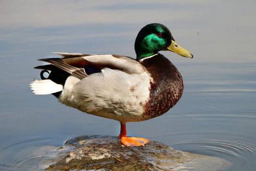37 Interesting Facts About Ducks (2022) You Probably Didn’t Know