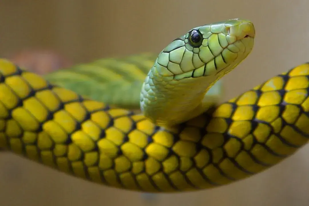 Interesting Facts about Snakes Most People Don't Know