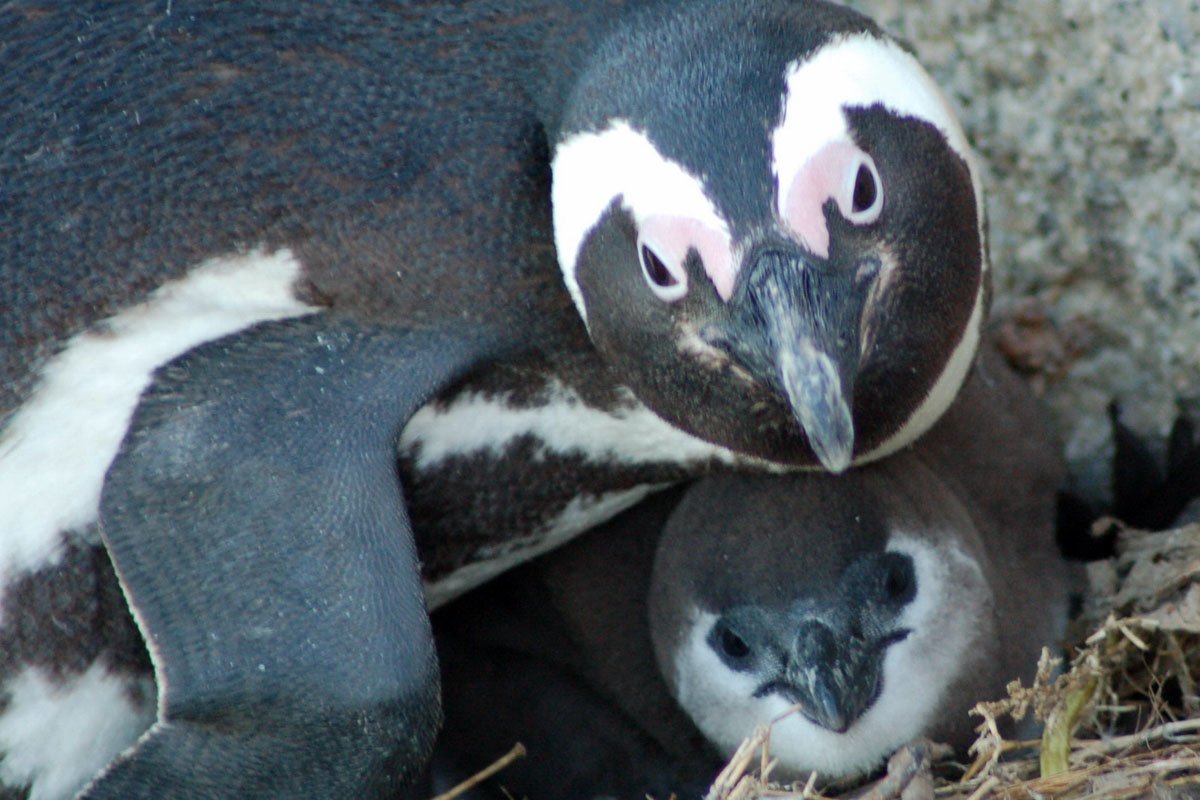 33 Interesting Facts about Penguins