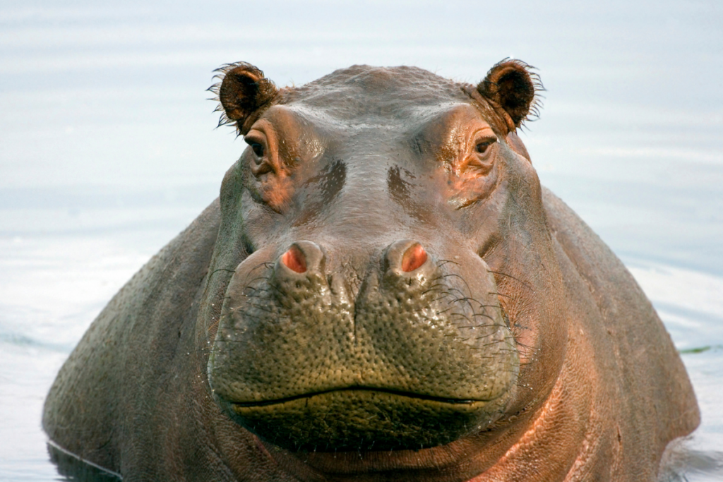 43 Interesting Facts About Hippos (2022) You Probably Don’t Know