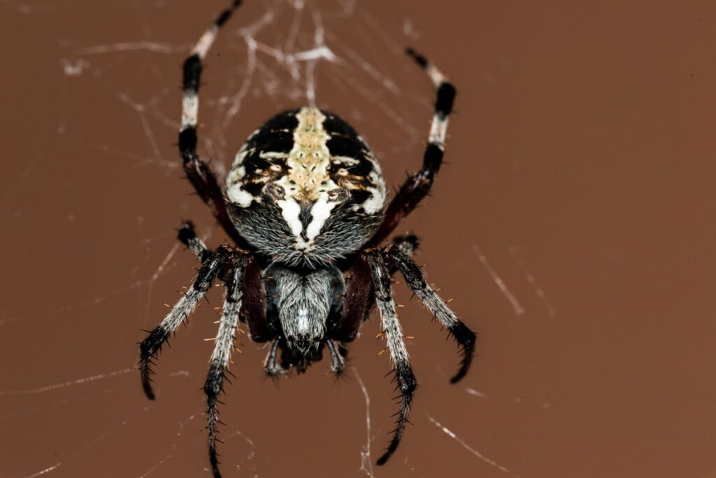 33 Interesting Facts about Spiders (2022) to Spark Your Spidey-Senses
