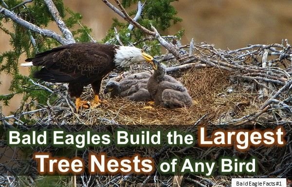 10 Interesting Facts about Bald Eagles (2022) You Might Not Know