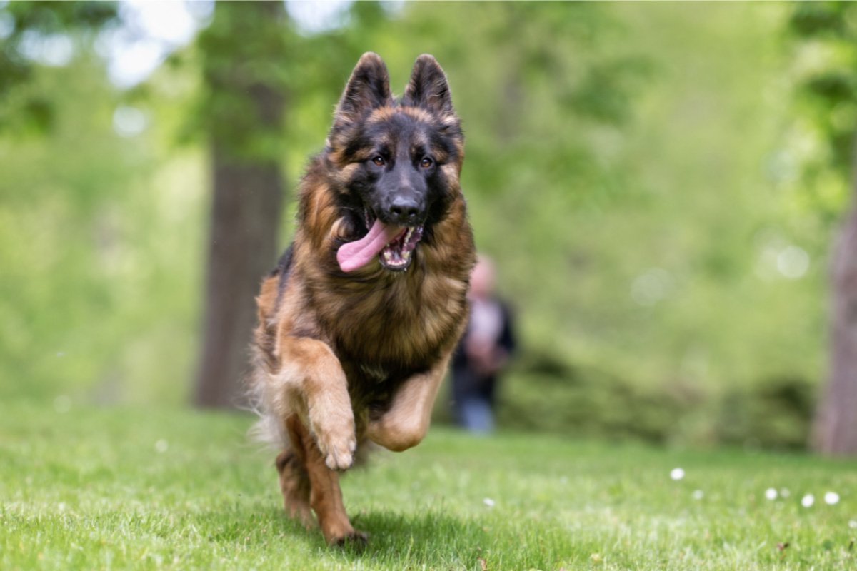 24 Interesting Facts About German Shepherds You Might Not Know