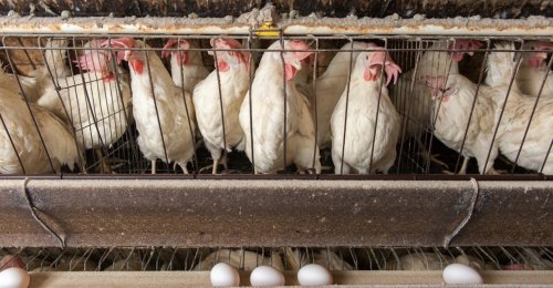 The Frightening Cost of Cheap Eggs