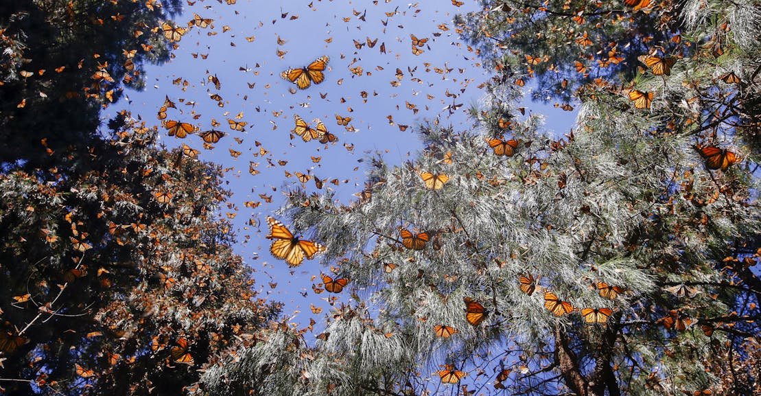 The Tribal Coalition Fighting to Save Monarch Butterflies