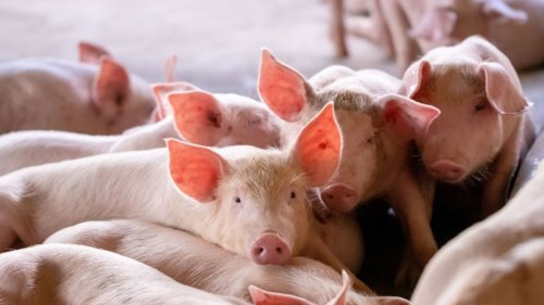 MRSA: Angst vor neuer Pandemie! Horror-Bakterien in Schweinen auf Vormarsch