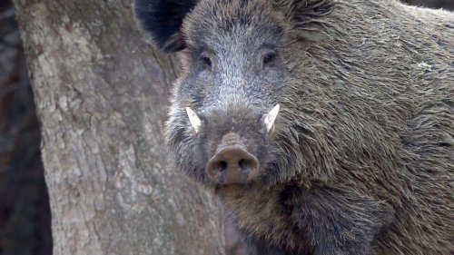 "Wildschweine - Das Comeback" bei 3sat im Live-Stream und TV: So sehen Sie die Naturreihe