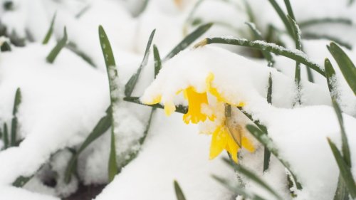 Hundertjähriger Kalender im April 2023: Schnee an Ostern? Das prophezeit der 100-jährige Kalender