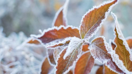 Hochtaunuskreis Wetter heute: Wetterdienst warnt vor Frost