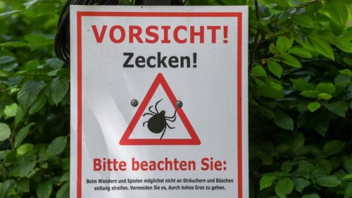 Zecken-Alarm in Deutschland: Blutsauger auf dem Vormarsch - RKI nennt neue FSME-Risikogebiete