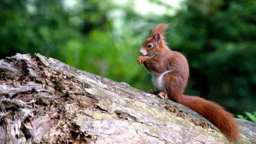 "Geheimnisvolle Eichhörnchen" vom Montag bei 3sat: Wiederholung der Tierreportage im TV und online