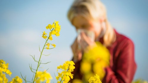 Biowetter Bremen heute: Achtung Allergiker! So hoch ist die Pollen-Belastung aktuell