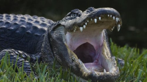 Kroko-Angriff: Völlig lebensmüde! Oma (74) attackiert Alligator, der ihren Liebling zerfleischt