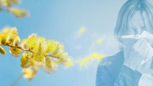 Biowetter Saarbrücken heute: Achtung Allergiker! So hoch ist die Pollen-Belastung aktuell