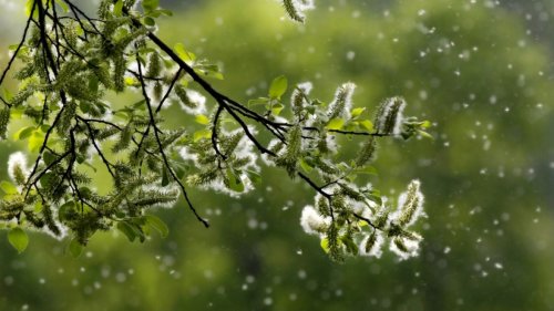 Biowetter heute in Würzburg: Hasel-Allergiker aufgepasst! Die Pollenflug-Belastung aktuell im Überblick