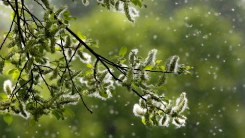 Biowetter in Wolfsburg heute: Belastung durch Birken-Pollen! Wetterfühligkeit und Pollenflug aktuell
