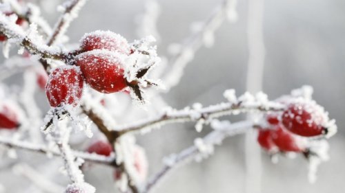 Wetter in Lippe heute: DWD-Wetterwarnung vor Frost