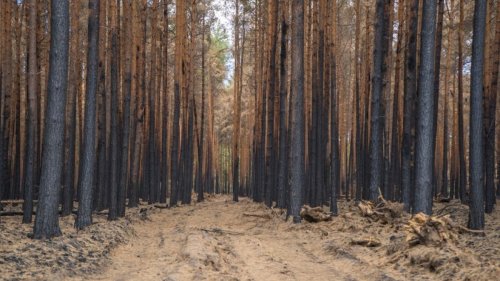 Waldbrandgefahr in Bayern am 28.09.2023: Erhöhtes Waldbrand-Risiko! HIER müssen Sie aktuell aufpassen