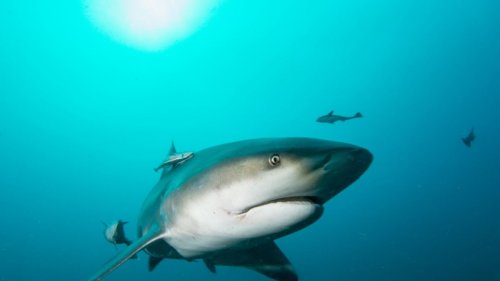 Blutbad in Perth: Haiangriff in Fluss! Hai zerfleischt 16-Jährige vor den Augen ihrer Freunde