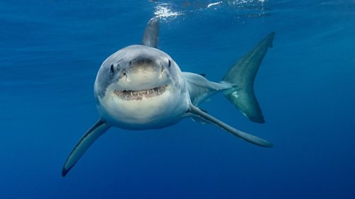 Horror-Angriff in Florida: Monster-Hai zerfleischt Mädchen (10) beim Schwimmen