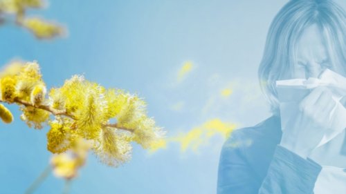 Biowetter heute in Salzgitter: Pollenflug aktuell und witterungsbedingter Einfluss auf Ihr Wohlbefinden