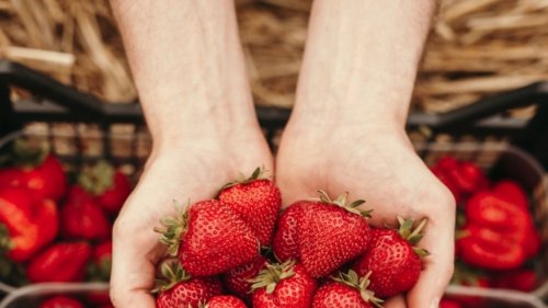 Erdbeeren richtig lagern und waschen: Ekel-Fehler, die fast alle mit den roten Früchten machen