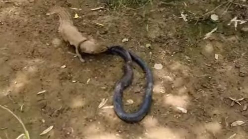 WATCH: Black Cobra and Mongoose Get into Fierce Battle, Here's Who Won