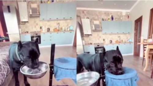 watch-well-trained-dog-wipes-mouth-with-towel-after-drinking-water