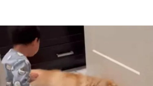 Video: Child Comforting Sleeping Golden Retriever is Cutest Thing On Internet Today