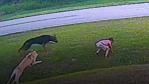 Watch: Dog Saves 6-Year-Old From Vicious Attack, Internet Calls Him Superhero