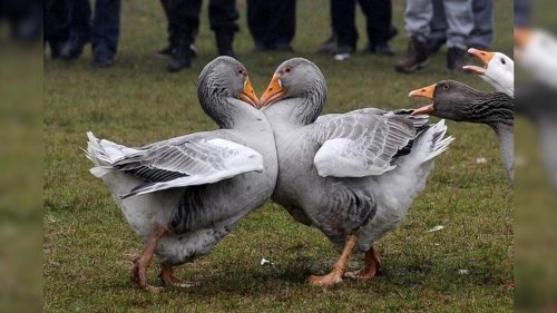 Bird Flu: Bar-headed Geese Worst Hit in Himachal's Pong Dam Wetlands