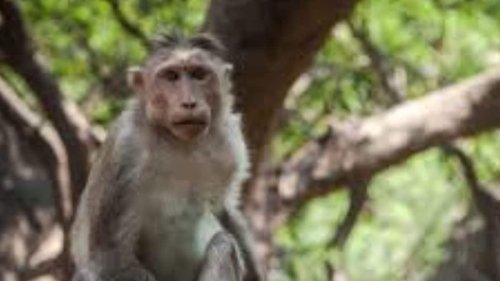 Over 100 Monkeys Die Of Toxic Chemical, Buried In Pit To Hide Carnage In UP's Hathras