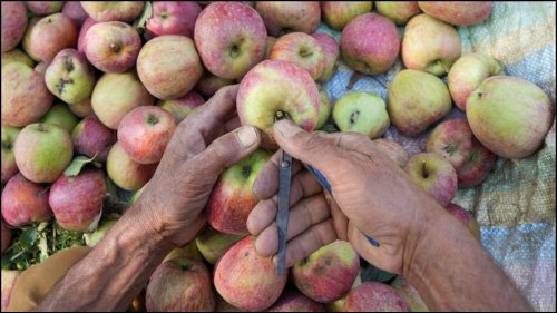 UP Fruit Traders Upset 'Turkish Applecart' In Backlash Over Ankara's Pro-Pakistan Stance