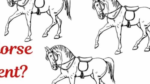 Optical Illusion: Find The Odd-One Out From These Similar-Looking Horses in 15 Seconds