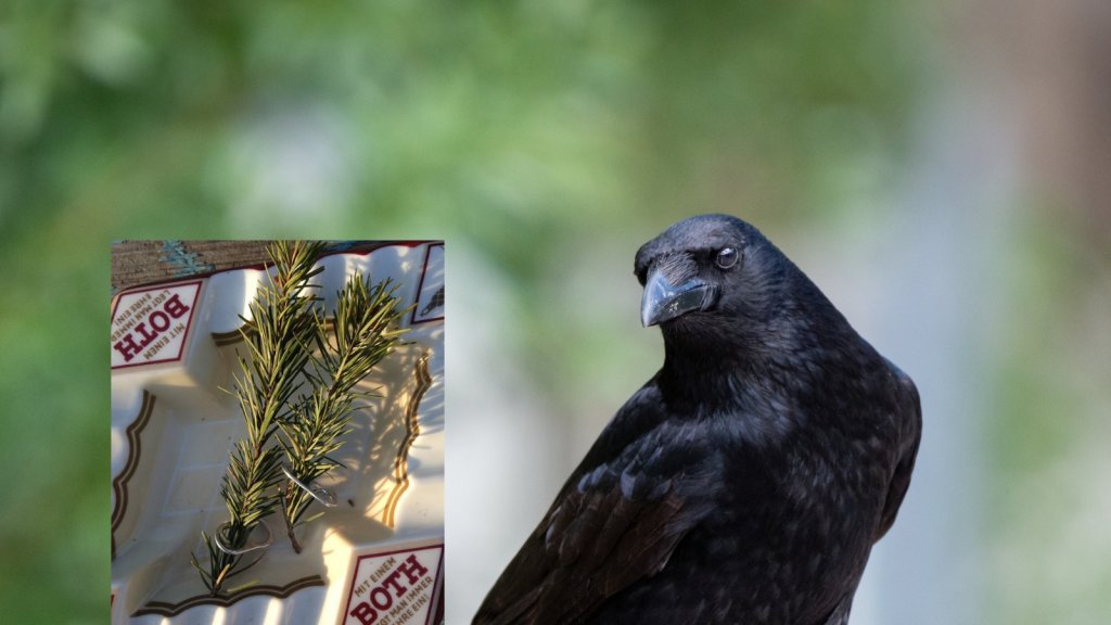 Wild Animal World And Birds - cover