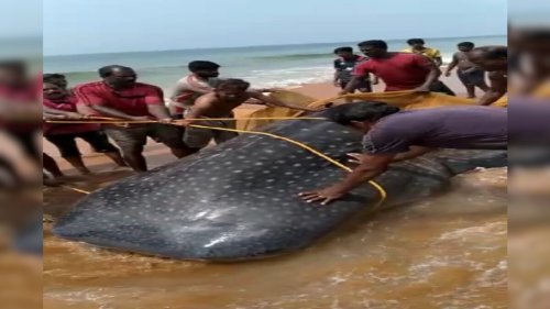 Kerala Fishermen Release Endangered Whale Shark Back into Sea; Wildlife Organisation Announces Cash Reward