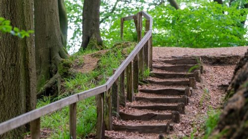What Are Mysterious Staircases That Appear Deep Inside Forests and Where Do They Lead?