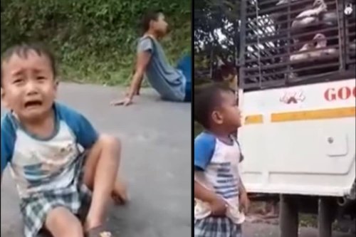 WATCH Little Boy Breaks Down After Chickens He Raised Taken Away in ...