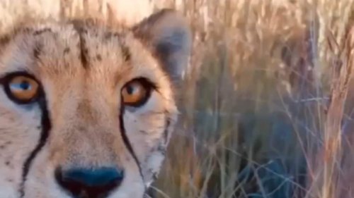 Cheetah Introduces Cubs To Photographer In This Once-In-A-Lifetime Sighting