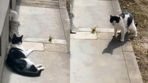 Watch: Cat Learns a Valuable Lesson After Fighting With Mantis