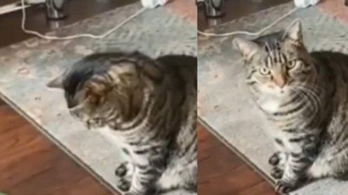 WATCH: Cat's Reaction to Its 'Surprise Gift' Leaves People in Splits