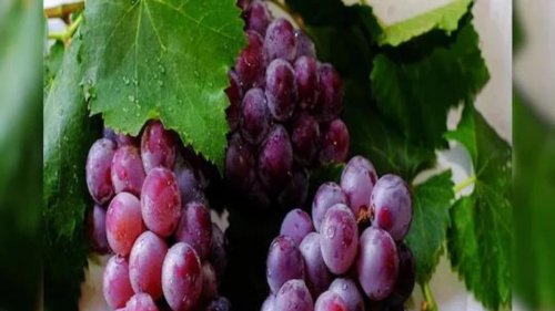 A New Study Reveals Astonishing Health Benefits of Grapes