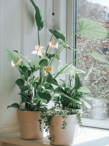 10 Best Indoor Plants to Spruce Up Your Living Space